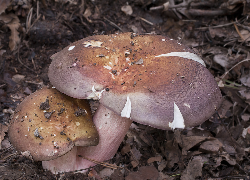 Russula olivacea